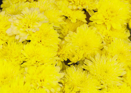 Colorful yellow chrysanthemum flower
