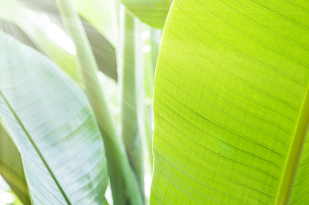 Banana leaf with sun lightの写真素材