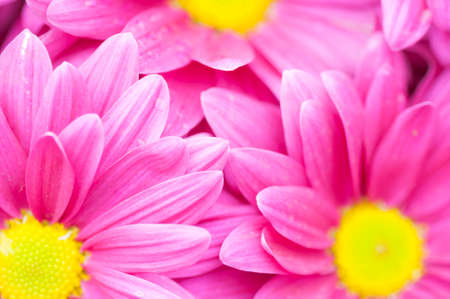 Colorful pink chrysanthemum flower. Photo is focused at some petals of left flower.の写真素材