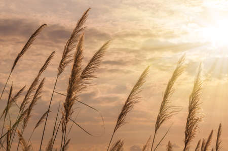 Brown grass flower with sun lightの写真素材