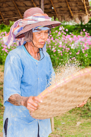Thai farmer is traditionally threshing rice grain in a rural area of Intakin sub-district, Mae Taeng district, Chiang Mai province, Thailand. Photo is taken on 26DEC2015, focusing at his face.のeditorial素材