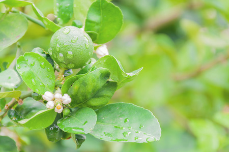 Green lemon and flower on its treeの写真素材