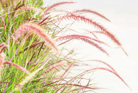 Selective focused of brown flower grass with green leaf with white backgroundの写真素材