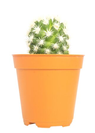 Small cactus pot isolated over whiteの写真素材