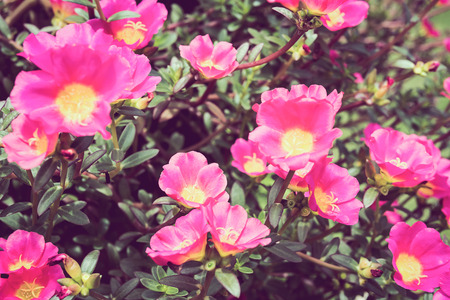 Pink portulaca or moss rose or sun plant or sun rose gardenの写真素材