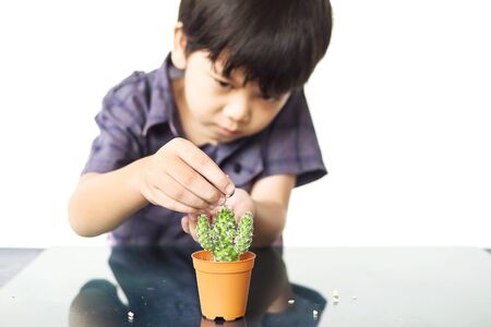 Asian lovely boy is planting small cactus isolated over whiteの写真素材