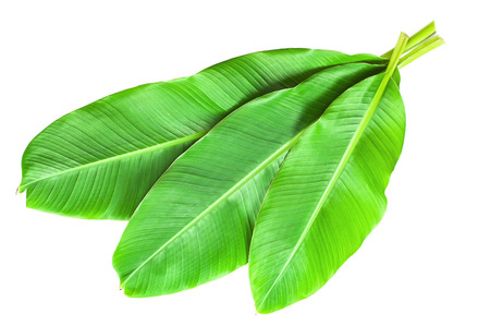 Banana leaves isolated over whiteの写真素材