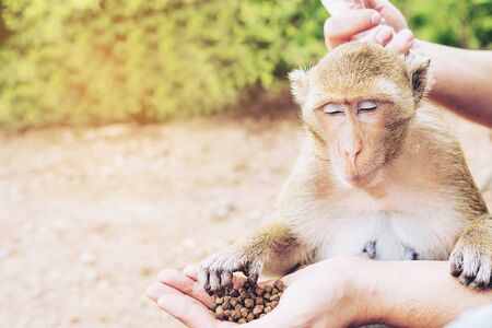 A man was feeding the monkeysの写真素材