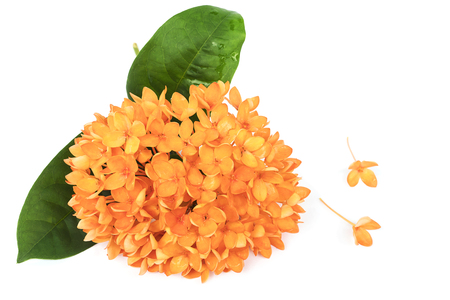 Orange Ixora flower isolated over whiteの写真素材