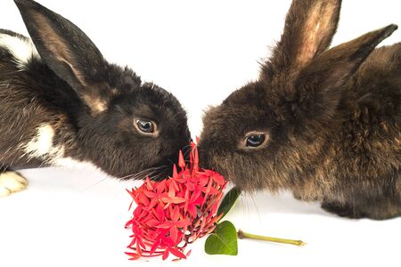 Rabits eating red Ixora flower over white backgroundの写真素材