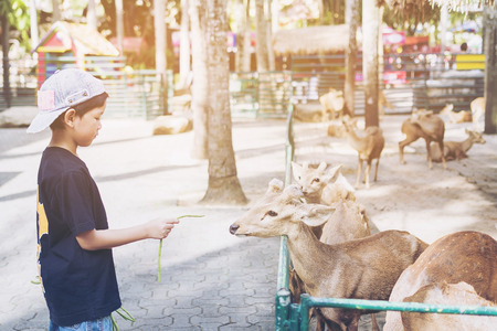 Kid is feeding food to deer happilyの写真素材