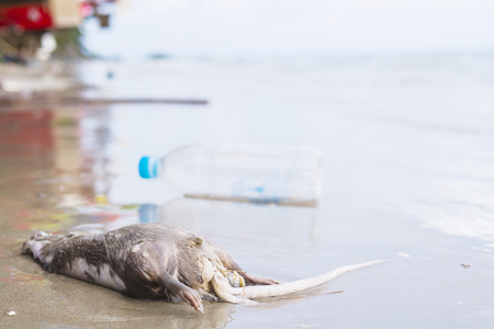Dead rodent and trash on sand beach showing environmental pollution problemの写真素材
