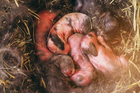 New born rabbit in hay and fur nestの写真素材