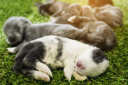 Small lovely 11 day little local Thai rabbits