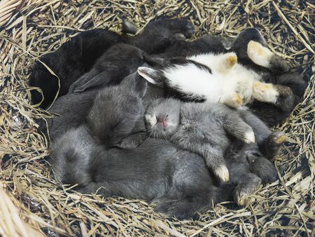 Small lovely14 day little local Thai rabbitsの写真素材