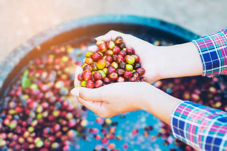 Lady hands holding fresh coffee bean during coffee mill process at local high land area of Chiang Mai north of Thailand - people and small farming agriculture conceptの写真素材