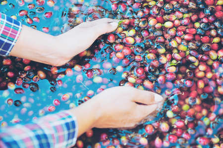Lady hands holding fresh coffee bean during coffee mill process at local high land area of Chiang Mai north of Thailand - people and small farming agriculture conceptの写真素材