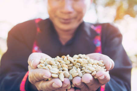 Hill tribe man showing processed dry coffee bean in high land local area of Chiang Mai north of Thailand - rural people and small farming concept.の写真素材
