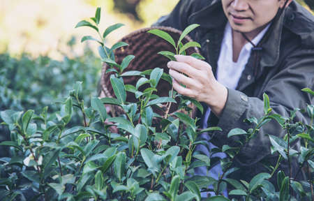 Man harvest / pick fresh green tea leaves at high land tea field in Chiang Mai Thailand - local people with agriculture in high land nature conceptの写真素材