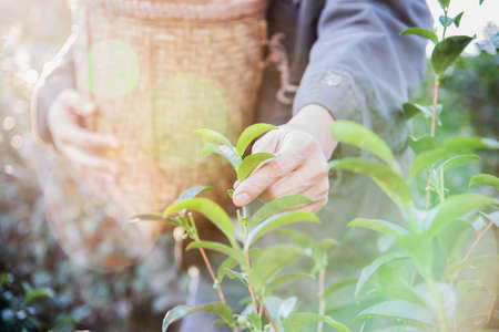 Man harvest / pick fresh green tea leaves at high land tea field in Chiang Mai Thailand - local people with agriculture in high land nature conceptの写真素材