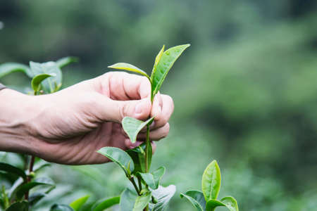 Man harvest / pick fresh green tea leaves at high land tea field in Chiang Mai Thailand - local people with agriculture in high land nature conceptの写真素材