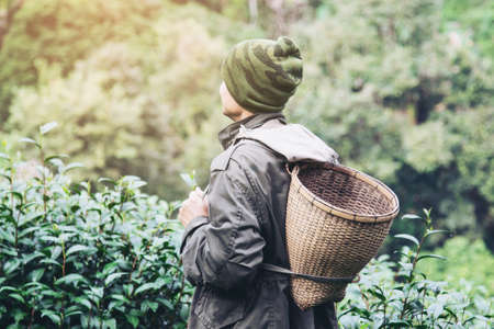 Man harvest / pick fresh green tea leaves at high land tea field in Chiang Mai Thailand - local people with agriculture in high land nature conceptの写真素材