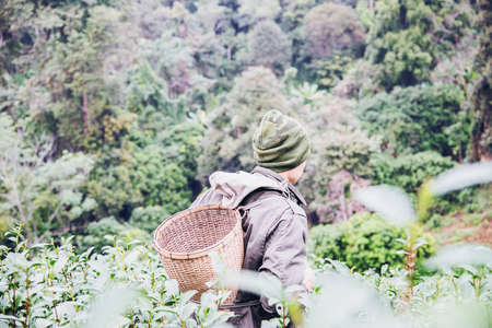 Man harvest / pick fresh green tea leaves at high land tea field in Chiang Mai Thailand - local people with agriculture in high land nature conceptの写真素材
