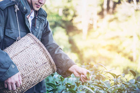 Man harvest / pick fresh green tea leaves at high land tea field in Chiang Mai Thailand - local people with agriculture in high land nature conceptの写真素材