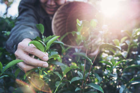 Man harvest / pick fresh green tea leaves at high land tea field in Chiang Mai Thailand - local people with agriculture in high land nature conceptの写真素材
