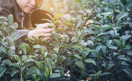 Man harvest / pick fresh green tea leaves at high land tea field in Chiang Mai Thailand - local...