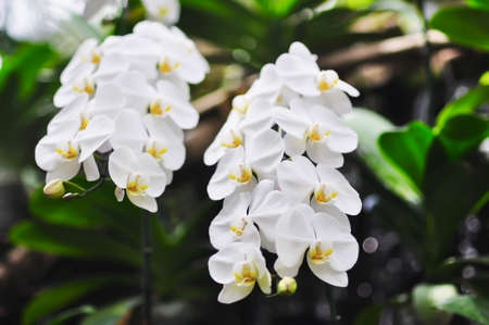 White orchid with green leaf background - beautiful nature flower blossom conceptの写真素材