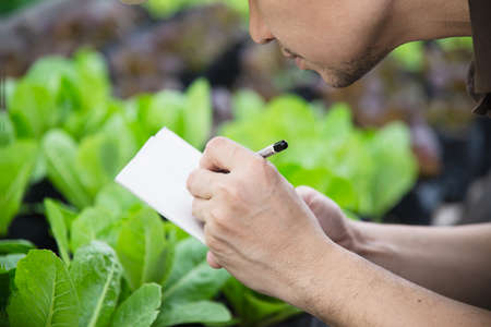 Farm man working in his organic lettuce garden - smart farm people in clean organic agricultural conceptの写真素材
