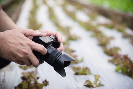 Farm man working in his organic lettuce garden - smart farm people in clean organic agricultural...