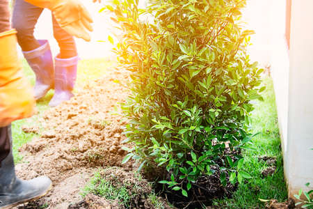 Gardener preparing to plant trees - the tree and gardening decoration service business