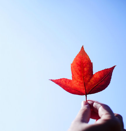 Lady holding colorful red maple leaf with clear bright blue sky background - people relax with nature conceptの写真素材
