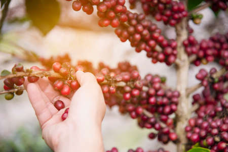 Hand harvesting fresh ripe red coffee bean in Chiangmai Thailandの写真素材