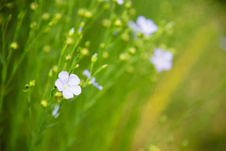 Small white lovely flower with field meadow nature flower backgroundの写真素材