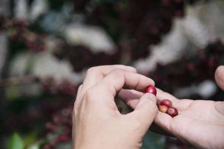 Hand harvesting fresh ripe red coffee bean in Chiangmai Thailand