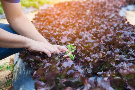 Farm man clearing out weed in his organic Red Oak lettuce vegetable gardenの写真素材