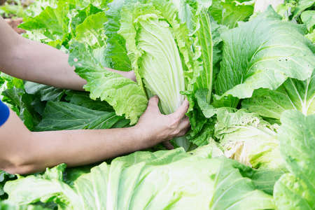 Man in organic cabbage gardenの写真素材