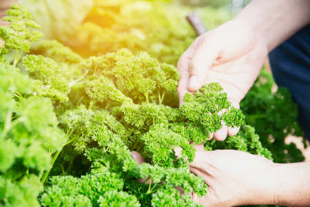 Man in organic parsley garden