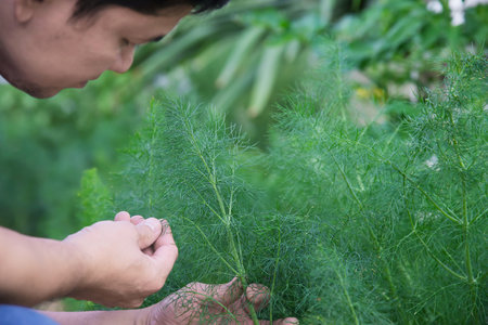 Man in organic fennel garden, Chiangmai Thailandの写真素材