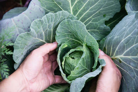 Man in cabbage garden, Chiangmai Thailandの写真素材