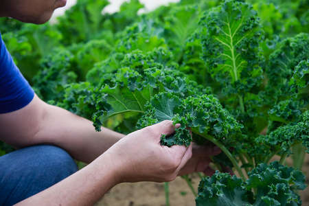 Organic kale garden, Chiangmai Thailandの写真素材