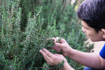 Man in rosemary garden, Chiangmai Thailandの写真素材