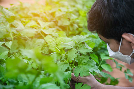 Man in organic celery gardenの写真素材