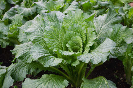 Chinese cabbage michihili garden, Chiangmai Thailandの写真素材