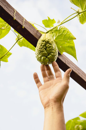 Man in organic chayote garden, Chiangmai Thailandの写真素材