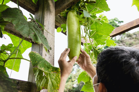 Man in organic long green pumpkin garden, Chiangmai Thailand