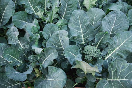 Organic broccoli garden, Chiangmai Thailandの写真素材